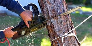 How Our Tree Care Process Works  in  Orange, CA